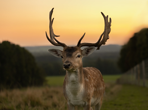 Eurasian dam deer with branched palmate antlers, with white-spotted reddish-brown coat in the sunset