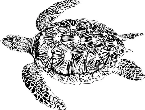 Vector illustration of Swimming Hawksbill sea turtle in Reunion Island. Eretmochelys imbricata in black and white illustration.