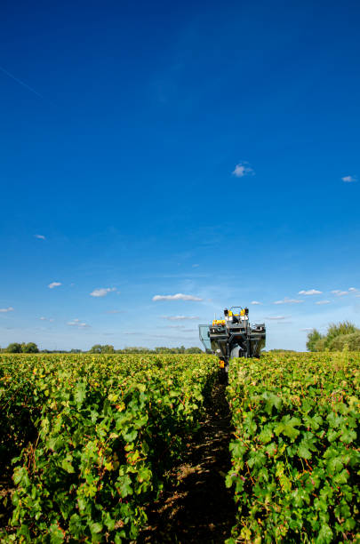istock A mechanical grape harvesting machine in a vineyard. 1364611727