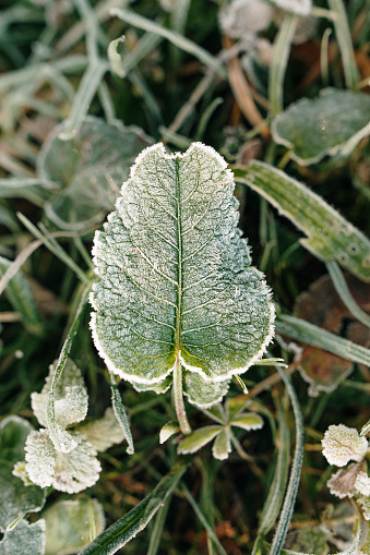 A frozen green leaf in a field in winter