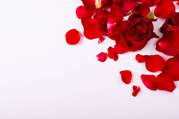 istock Overhead view of fresh red rose and petals with copy space on white background 1364612507