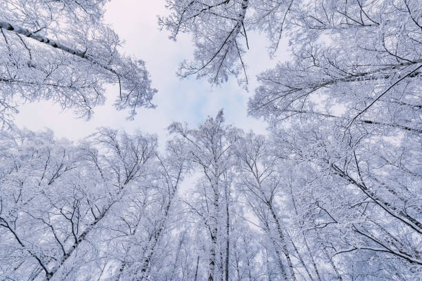 istock Tree birch trunks and branches under the snow in the forest. 1364612572