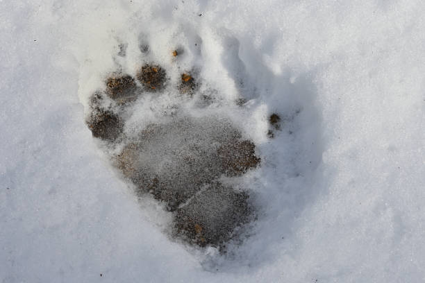 눈, 수평에 검은 곰 트랙 - snow footprint winter animal track 뉴스 사진 이미지