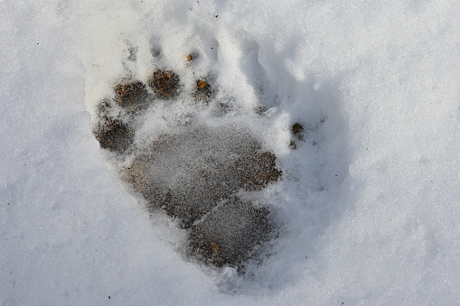 Black bear track in snow (horizontal), unusual because this is January in a New England forest, when bears should be in their winter sleep (commonly called hibernation, technically a misnomer). Bears can wake from their winter sleep when the temperature rises. Possibly a sign of global warming.