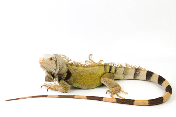 istock Large Green Iguana isolated on a white background 1364612886