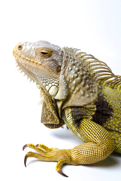 istock Large Green Iguana isolated on a white background 1364612889