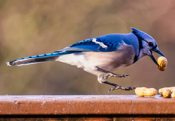 istock A Bluejay finds a peanut on a frozen backyard bird bath 1364613892