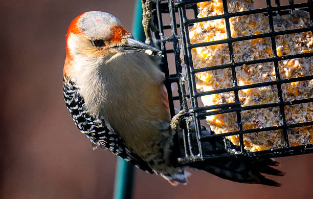 istock Woodpecker arrives on the Suet Feeder 1364613921