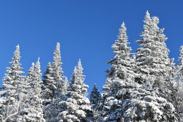 Un ciel bleu Snow-capped spruce trees under blue skies, Quebec, Canada ciel bleu stock pictures, royalty-free photos & images