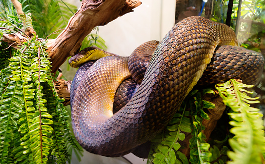 It is the largest snake in Australia, where it feeds mainly on bush wallaby kangaroos. Sizes in nature can reach 8.5 meters in length, in a terrarium it usually does not grow more than 3.5 meters. Males are painted in yellow-olive tones with a strong iridescent tint.