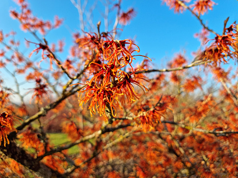 Hamamelis mollis (Zaubernuss) is a winter spring flowering shrub which has highly fragrant flowers and leafless when in bloom.