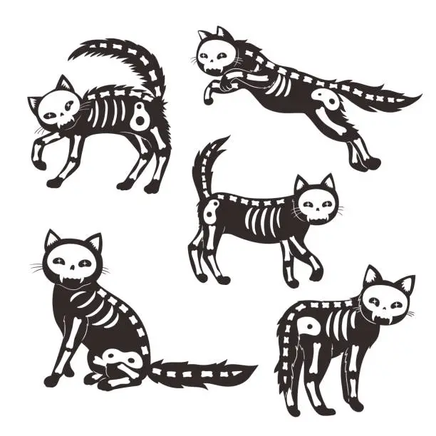 Vector illustration of Set of cats skeletons isolated on white background. Vector graphics.