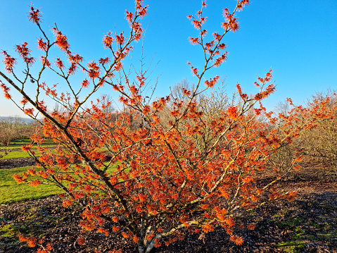 Hamamelis mollis (Zaubernuss) is a winter spring flowering shrub which has highly fragrant flowers and leafless when in bloom.