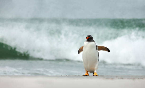 istock Gentoo penguin walking on a sandy beach against big waves 1364618352