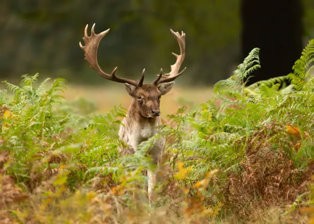 Photo of Close up of a Fallow deer standing in the field of ferns