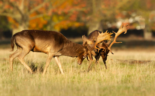 Two fallow deer stags fighting against each other during rutting season in autumn stock photo