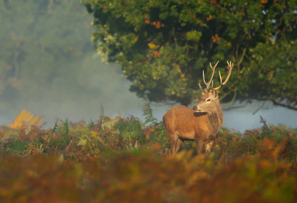 Red deer stag standing in a field of ferns on a misty autumn morning Close up of a red deer stag standing in a field of ferns on a misty autumn morning, UK. richmond park stock pictures, royalty-free photos & images