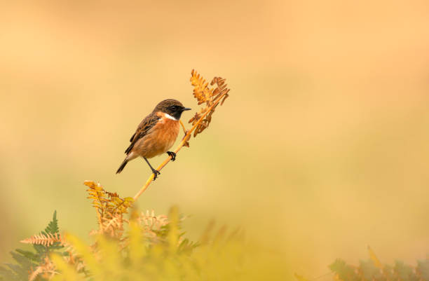European stonechat perching on a fern branch against colorful background stock photo