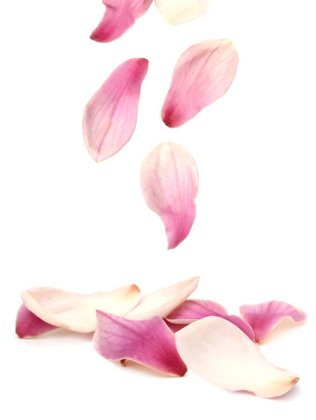 ピンクのマグノリアペタルズ - magnolia ストックフォトと画像
