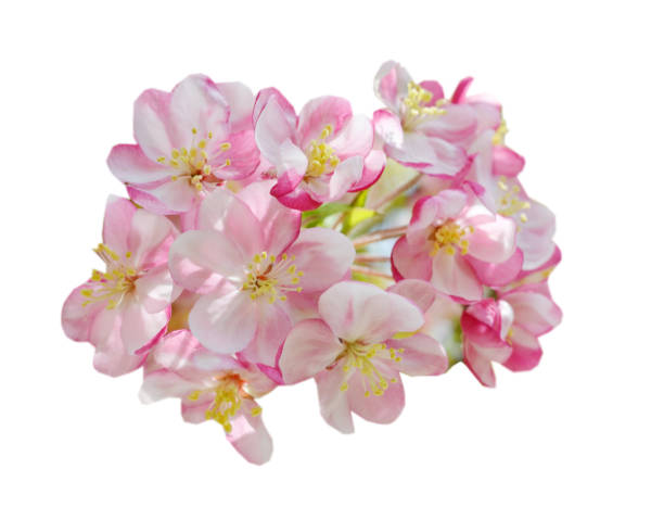 istock Red cherry blossom flower 1364618699