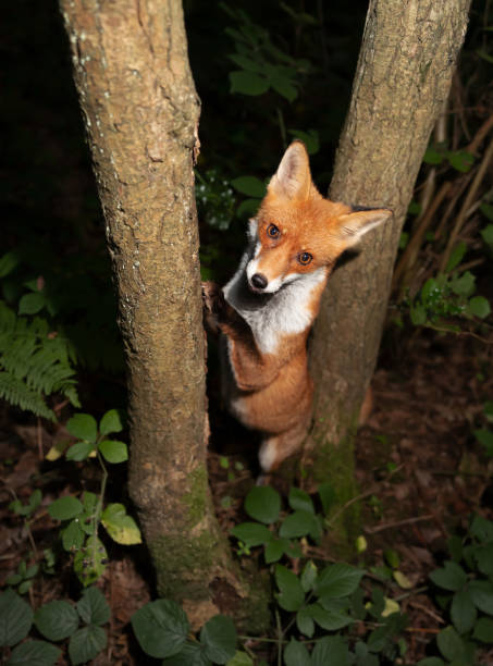 istock Curious red fox leaning against a tree in the forest 1364618842