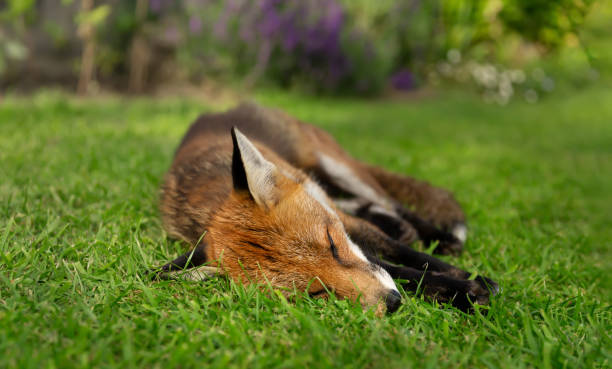istock Close up of a red fox sleeping on grass during the day 1364618844