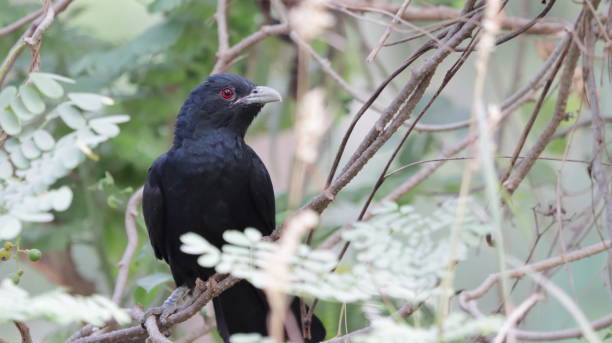 istock Asian  Keol perched in a branch 1364618856