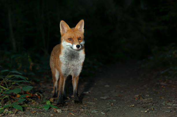 Close up of a Red fox in forest at night stock photo
