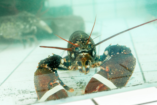 lobster in the aquarium