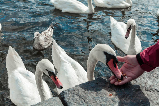 istock white swans eat in hand 1364619995