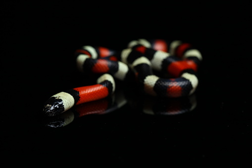 Pueblan milk snake  Lampropeltis triangulum campbelli isolated on black background