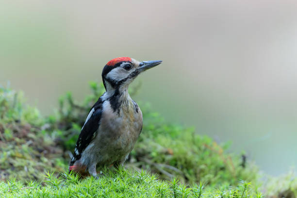 istock Great spotted woodpecker in the forest 1364621303