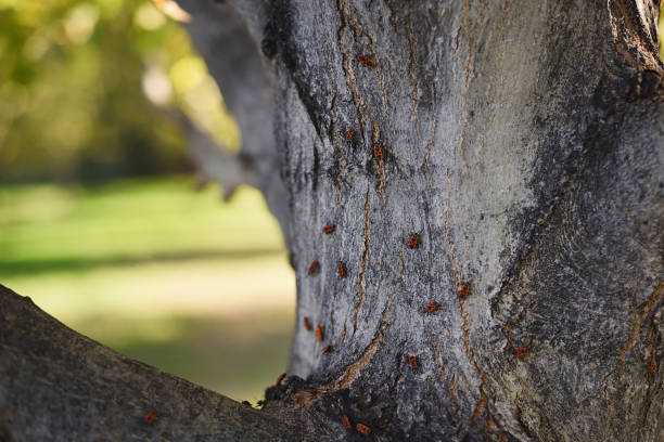 istock Natural background of group of ladybugs on tree trunk 1364621428