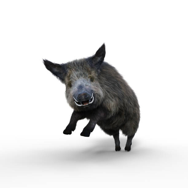 Wild Boar jumping. 3D illustration isolated on a white background.