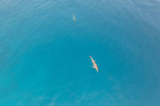 Dolphins swimming in deep blue ocean water on a clear day
