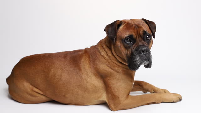 brown boxer dog on white background