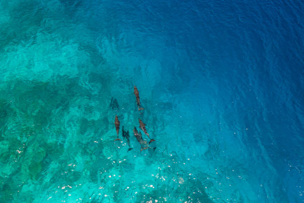 Drone view of dolphins in the Maldives Top view, they swim between the reef and the deep blue ocean fish swimming from above stock pictures, royalty-free photos & images