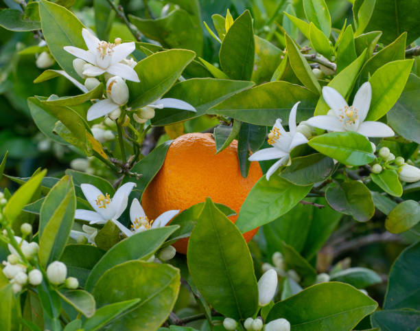 istock Valencian orange and orange blossoms. Spain. Spring harvest 1364624236