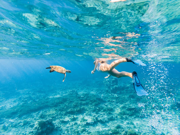 mujer joven buceando junto a una tortuga verde en un agua azul clara, destino de vacaciones tropicales - aleta equipo de buceo fotografías e imágenes de stock
