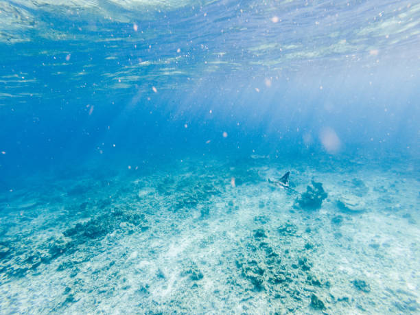 Underwater shot of clear water in the Maldives Islands. Environment protection and conservation concept
