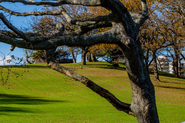 los visitantes disfrutan de los jardines. auckland domain, auckland, nueva zelanda - auckland region fotografías e imágenes de stock