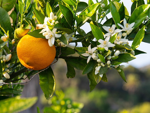 Orange ripe Shikwasa and trees