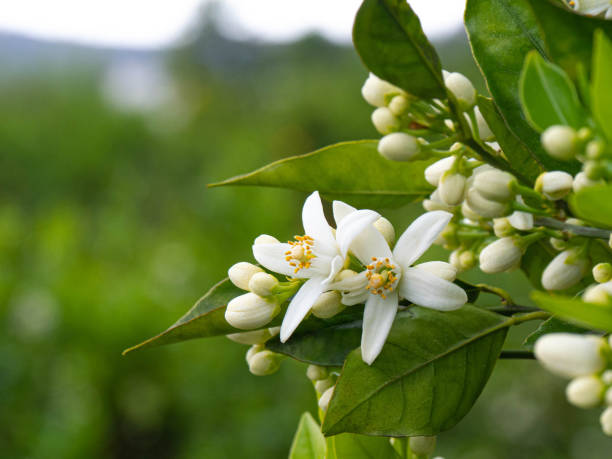istock Valencian orange and orange blossoms. Spain. Spring harvest 1364624736