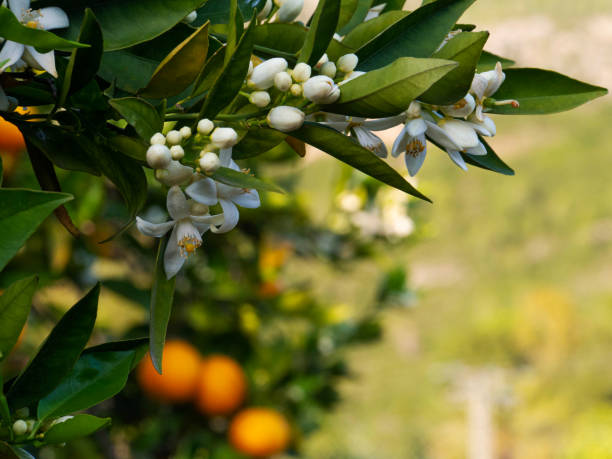 istock Valencian orange and orange blossoms. Spain. Spring harvest 1364624970