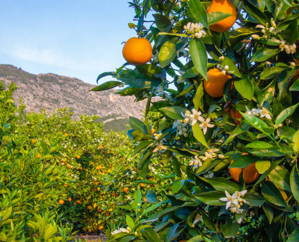 istock Valencian orange and orange blossoms. Spain. Spring harvest 1364625118