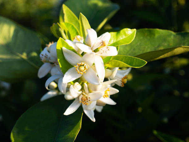istock Valencian orange and orange blossoms. Spain. Spring harvest 1364626299