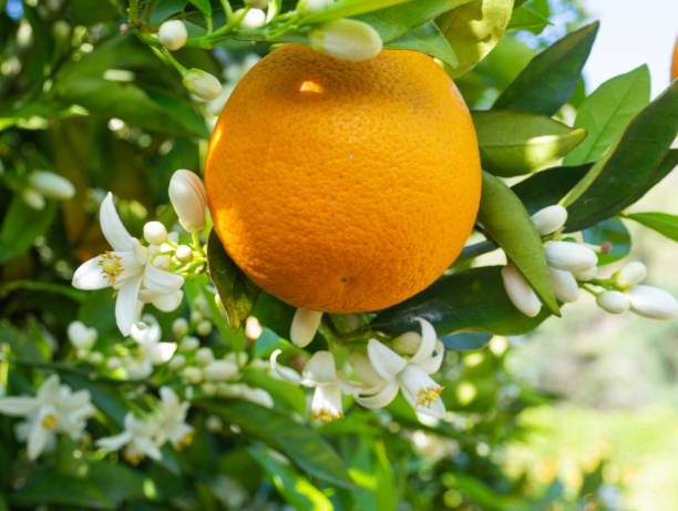 istock Valencian orange and orange blossoms. Spain. Spring harvest 1364626519