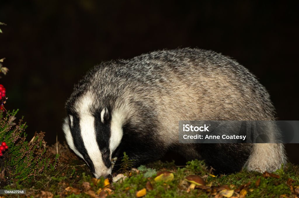Badger, Scientific name: Meles Meles.  Close up of a large, adult, male badger foraging in Autumn with mushrooms, green moss, red berries and heather. Badger, Scientific name: Meles Meles.  Close up of a large, adult, male badger foraging in Autumn with mushrooms, green moss, red berries and heather.  Horizontal.  Copy Space Agriculture Stock Photo