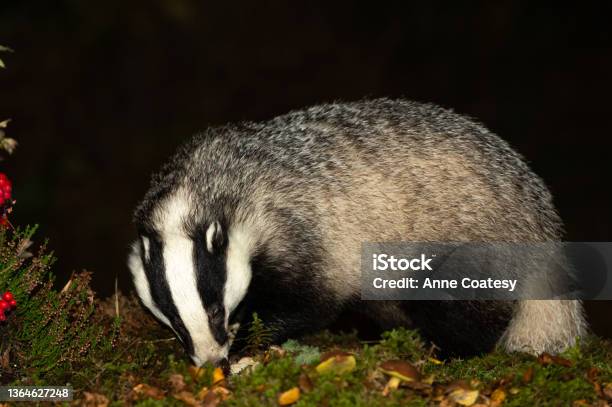 Badger Scientific Name Meles Meles Close Up Of A Large Adult Male Badger Foraging In Autumn With Mushrooms Green Moss Red Berries And Heather Stock Photo - Download Image Now