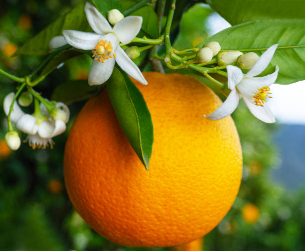 istock Valencian orange and orange blossoms. Spain. Spring harvest 1364627316